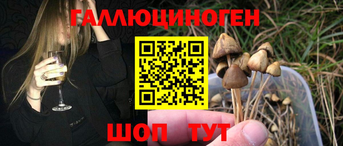 Богородск  Псилоцибиновые грибы Psilocybe  Вход с VPN 